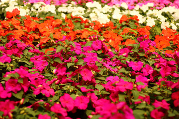 Fototapeta premium blumenbeet mit fleißige lieschen