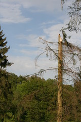 Windbruch 2