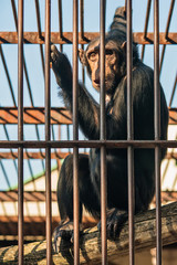 Naklejka premium Chimpanzee in cave