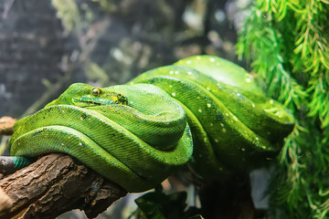 Naklejka premium Emerald tree boa