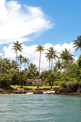 Fototapeta na wymiar Island paradise with coconut trees and blue sky in the sea of Bahia, Brazil.