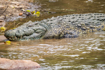 nile Crocodile tanzania africa