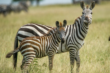 zebra tanzania africa