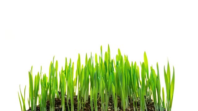 Oat Grass  growing time-lapse isolated on white background time lapse