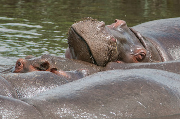 hippopotamus tanzania africa