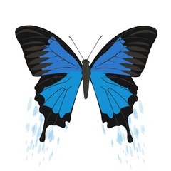 Vector illustration of a butterfly.