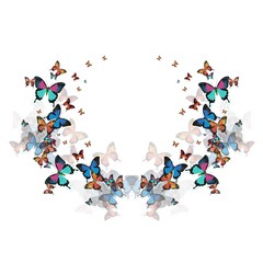 Vector illustration of a butterfly.
