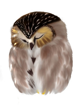 Sleeping owl