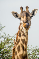Giraffe with yellow-billed Oxpecker on neck