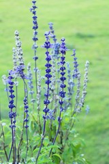 Purple salvia flowers at beautiful in garden