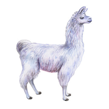 Llama or alpaca look on face. Hand-drawn watercolor illustration. Cute mammal animal painting isolated on white background. Template. Manual work. Close-up