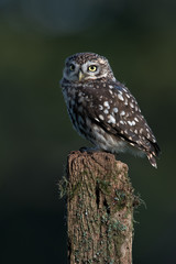 Little Owl (Athene noctua)/Little Owl perched on old wooden stump