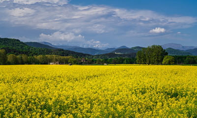 Rapeseed field at the bottom of the Spanis Pyrenees with snow on their tops. 