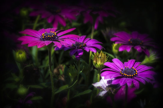 fiori viola illuminati da una flebile luce su sfondo scuro