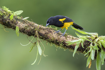 Hispaniolan Oriole - Icterus dominicensis, beatiful yellow and black perching bird from Central...