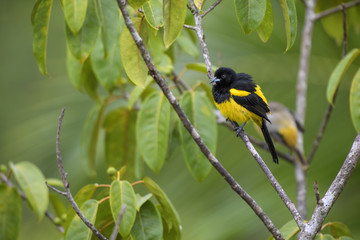 Hispaniolan Oriole - Icterus dominicensis, beatiful yellow and black perching bird from Central America forests, Costa Rica.