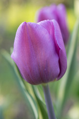 Fioletowy tulipan