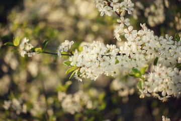 Beautiful crab cherry tree blossoms against a white nature background