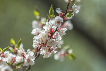 Spring background art with white apricot blossom