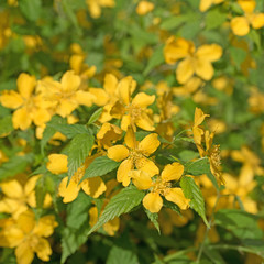 Japanische Kerrie, Kerria japonica