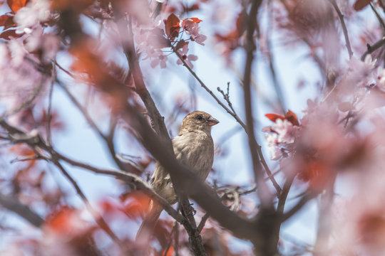 Sparrow on a pink apple tree blossom branch