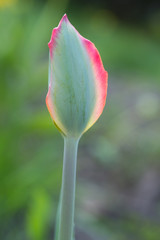 Zielono czerwony tulipan