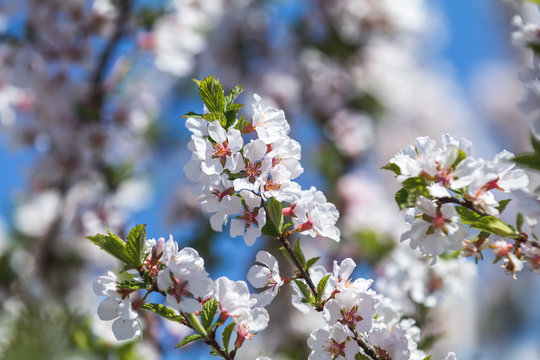 Spring background art with white nanking cherry (Prunus tomentosa)  blossom