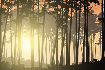 Deep coniferous forest and rising sun shining through trees © Forgem