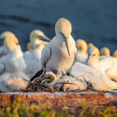 Rookery of wild North Atlantic gannets at red cliffs in Helgoland island at sunset