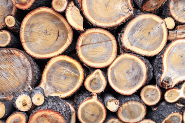 Background from the ends of round logs of wood of different diameters
