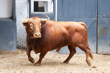 Figthing bull