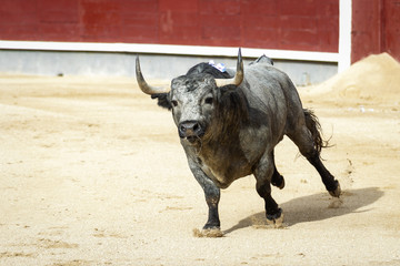 Fighting bull