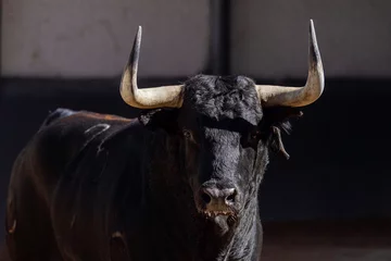 Rolgordijnen  fighting bull © Alvaro Marcos