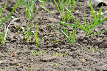 A garden with green onions and garlic in the garden close up.