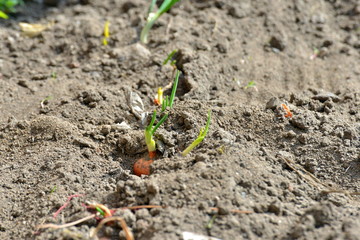 A garden with green onions and garlic in the garden close up.