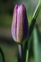 Fioletowy tulipan