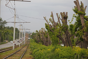 Обрезанные деревья в Челябинске