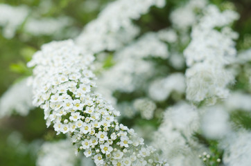 Soft focused close up picture of White Spirea, Bush of Thunbergii or Thunbergii Meadowsweet. Beautiful abstract Floral Background.