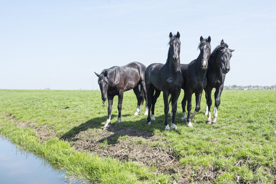four dark horses in green grassy meadow near loenen in the dutch province of utrecht on sunny spring day