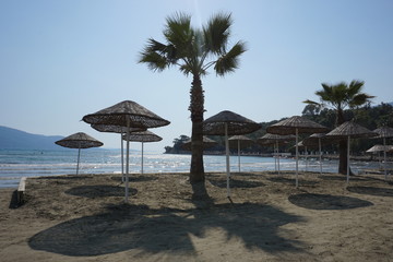Palm beach and umbrella