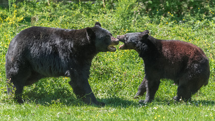 Ursus americanus, american black bear cub and mother playing on the grass
