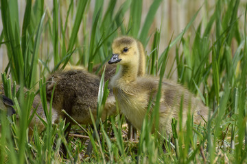 Gosling baby goose close-up