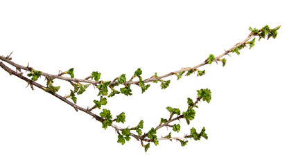 On an isolated white background a branch of a currant bush with young green leaves