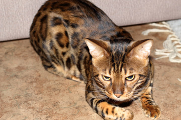 Bengal cat is angry