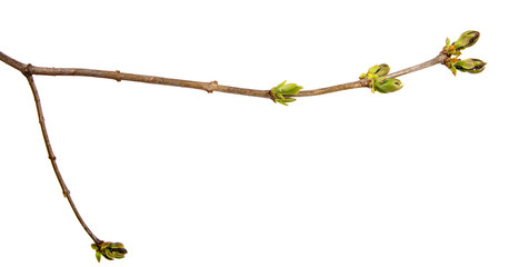 On an isolated white background a branch of a lilac bush with young green leaves.