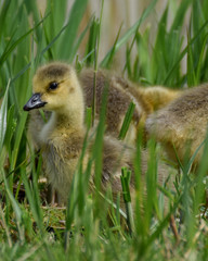 Gosling baby goose close-up