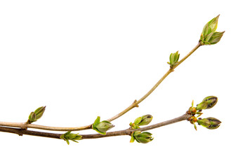 Young branch of lilac bush on isolated background.
