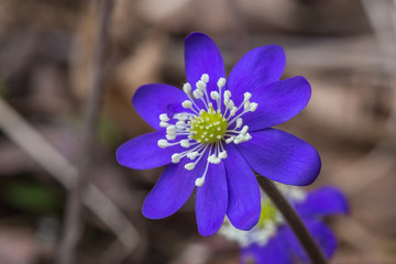 Close up single blue liverwort or kidneywort flower