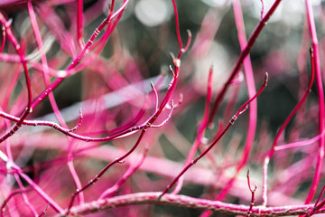 Dogwood, Cornus alba Sibirica, Westonbirt Dogwood