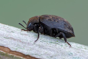 pill beetle - Byrrhus cf. pilula